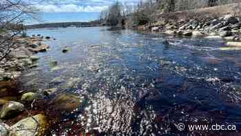 Balaclavas, hidden licence plates and midnight violence — why Nova Scotia's baby eel fishery was shut down