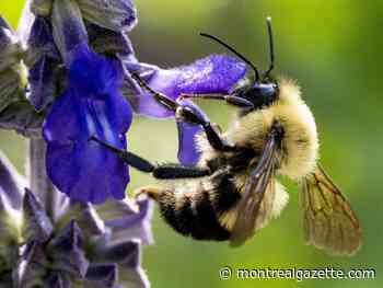Christopher Labos: No, eating honey won't help your seasonal allergies