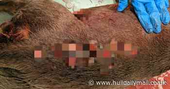 RSPCA hunt cruel thug after dog dumped in B&M bag dies from multiple stab wounds