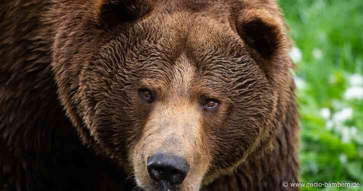 Spuren eines Braunbären: Landrat fordert Konsequenzen