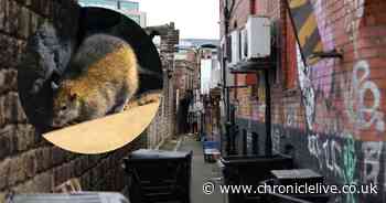 The rat-infested lane behind Newcastle's Stowell Street where vermin are even seen scurrying around during the day