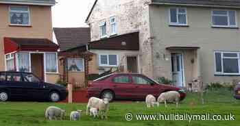 Hungry sheep wrecking housing estate gardens after council blunder