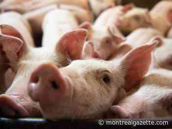 Montreal SPCA calls for better conditions for Quebec farm animals