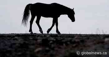 14 dead horses found on N.B. farm over Easter weekend, SPCA investigating