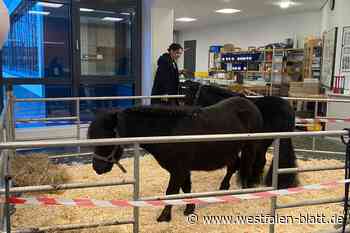 Lehrerzimmer wird zum Pferdestall