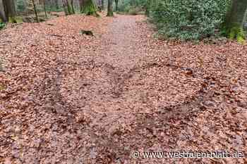 Tag des Baumes: Forstamt lädt zum Spaziergang ein