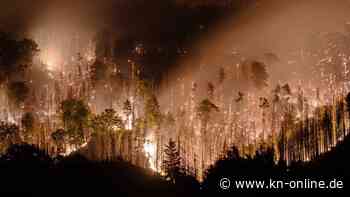 Waldbrandgefahr: Lehren aus Bränden 2022 laut Experten nicht gezogen