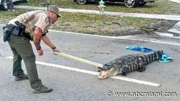 Jaywalking Gator? Watch Trappers Wrangle a 6-Foot Alligator on a West Palm Beach Roadway