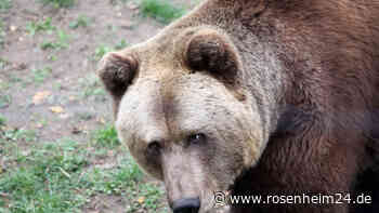 Gleich zwei Bären im Grenzgebiet unterwegs? Warum Kiefersfeldens Ortschef noch gelassen ist