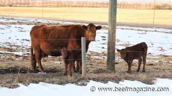 Stay safe during spring calving
