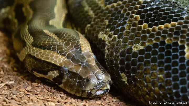 Edmonton Valley Zoo employee bitten by Burmese python 'doing well' in hospital