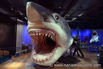 Rock-hunting B.C. mom and daughter find giant prehistoric shark’s tooth