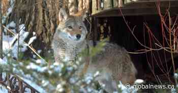 City of Saskatoon warns of coyote sightings
