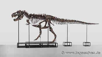 Skelett eines T-Rex für 5,6 Millionen Euro versteigert