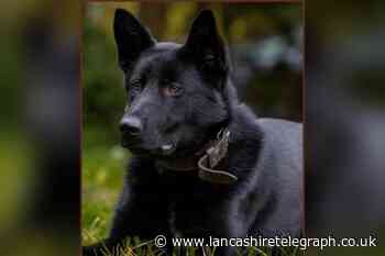 Police dog PD Buzz helped find Blackburn drink driver