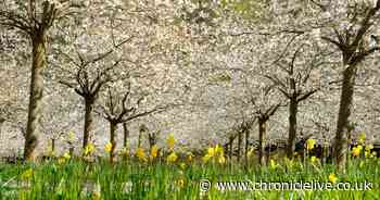 Alnwick Garden's famous Cherry Orchard blossoms in full bloom
