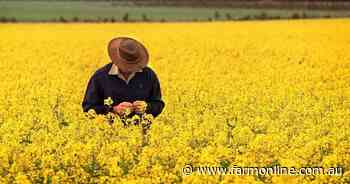 Canola price falls unlikely to erode its cash crop appeal