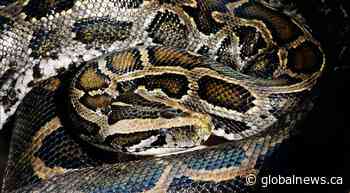 Edmonton zoo employee taken to hospital after bite from non-venomous snake