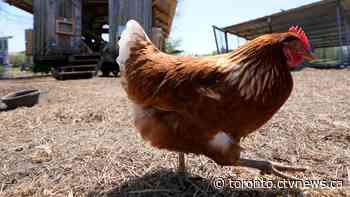 Toronto pins avian flu concerns as reason to end backyard chickens