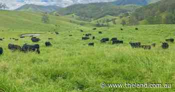Quality, high rainfall cattle properties on the market