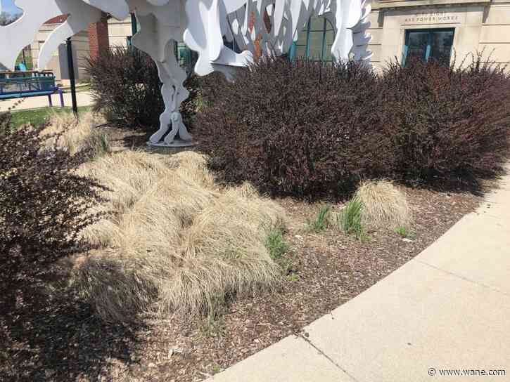 What are raingardens? Here's why Fort Wayne has them across the city