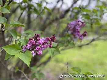 Lilac Fest confirms music schedule, and kettle corn