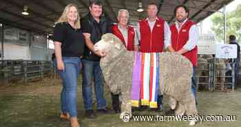 Rangeview stud claims Supreme Merino