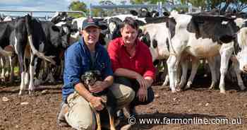 Genomics helps dairy farmers phase out bobby calves