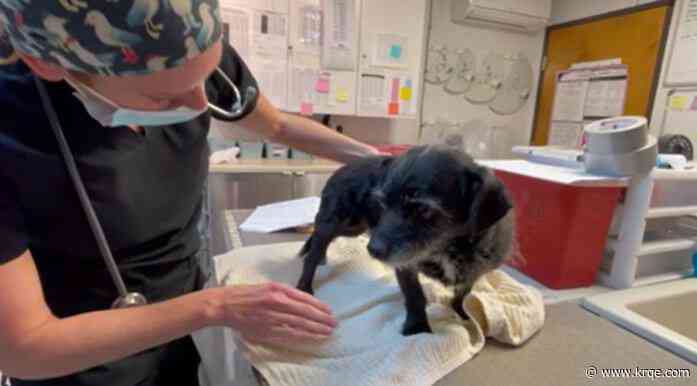 Española dog poisoned with fentanyl pills recovers, adoptable