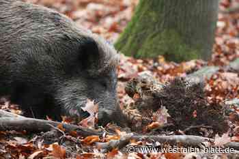 Wildschweine verwüsten Wiese in Borgentreich: Gericht hört Experten