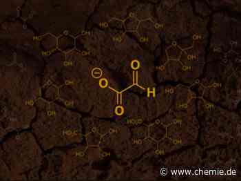 Woher kamen die ersten Zucker?
