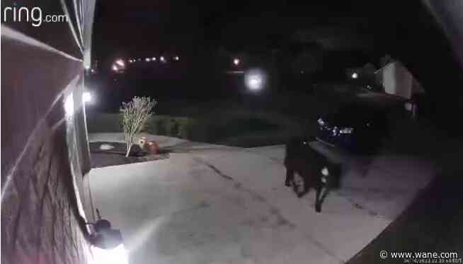 WATCH: Cow wanders through southwest Fort Wayne neighborhoods