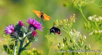BioDivKultur-Impuls: Lebensraum Wiese – wie wir Insektenvielfalt fördern und erhalten können