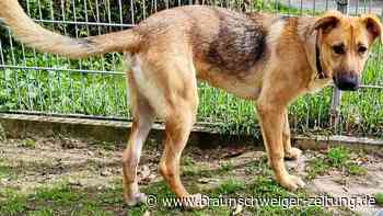 Zugreise endet für Hund in einem Bremer Tierheim
