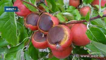 „Die Äpfel kriegen Sonnenbrand“