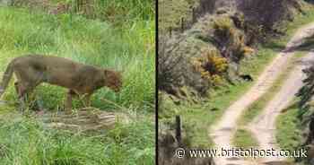 'Big cat' caught on camera in West Country after Storm Noa