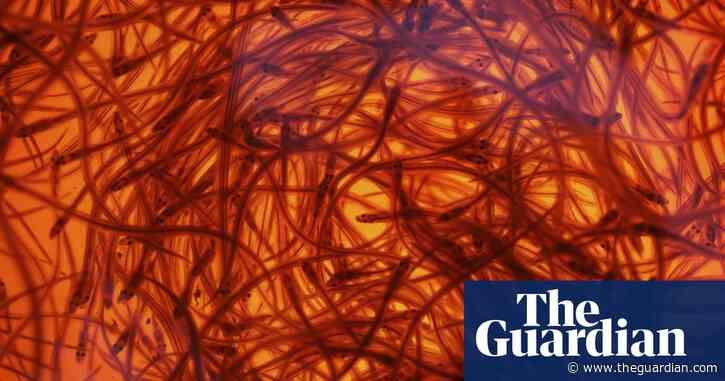 Canada shuts baby eel fishery after string of attacks on harvesters