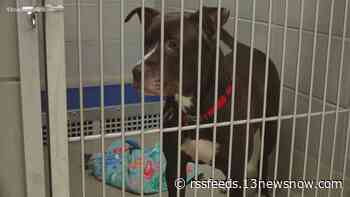 Over 450 animals were surrendered to the Virginia Beach Animal Care & Adoption Center in March. Here's how you can help.