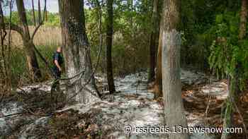 No one hurt after multiple brush fires break out in Virginia Beach