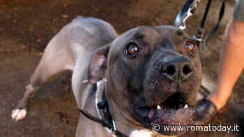 Ubriaco nel bar aizza il pitbull contro gli avventori del locale