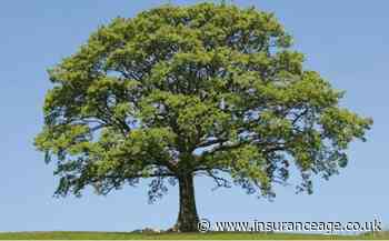 Eco-friendly insurtech opens up product for brokers