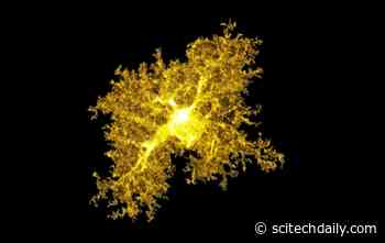 How the Brain’s Support Cells Impact OCD and Open New Doors for Treatment