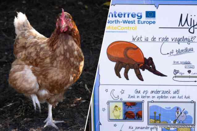 Uw kippen mijden hun hok, pikken elkaar of leggen minder eieren? Veel kans dat de bloedluis er voor iets tussen zit