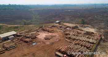 Schutz des Regenwalds - EU-Parlament für neue Regeln