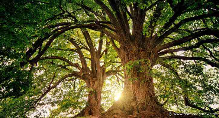 Auf den Spuren der Vergangenheit: Der neue Geopark-Pfad Kulturweg Niedernberg wird Ende April offiziell eröffnet
