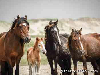 U of S researchers share insights through captivating imagery