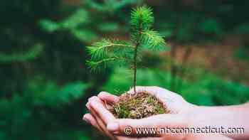 How to Celebrate, Volunteer on Earth Day in Connecticut