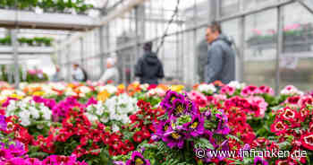 Bamberg: Schauen, Staunen, Mitmachen - Gärtnereien feiern 10. Jubiläum