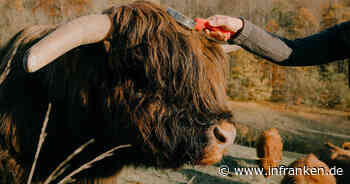 Horsdorf: "Genuss bei den Hochlandrindern" - Erlebnistour feiert Premiere