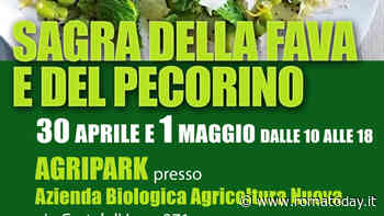 Sagra della fava e del pecorino